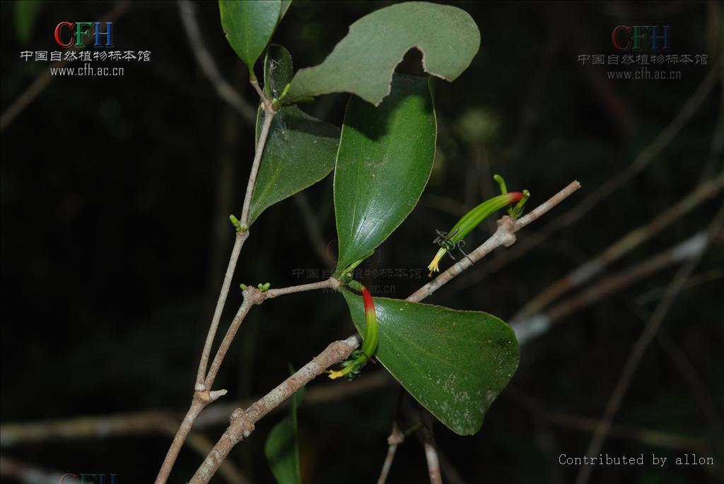 viscum ovalifolium dc.