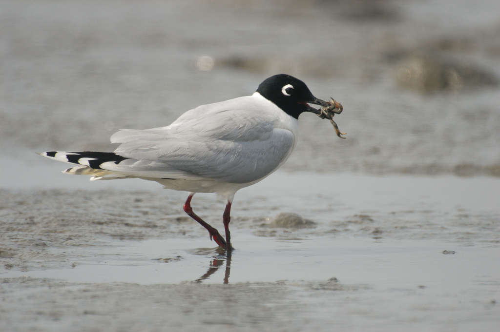  p>黑嘴鸥 (学名: i>larus saundersi /i>)中型水鸟,体长31~39厘米.