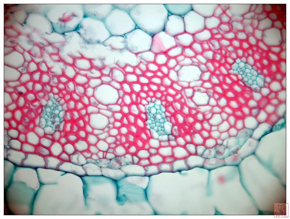  p>维管束是指维管 a target="_blank" href="/item/植物/142914"