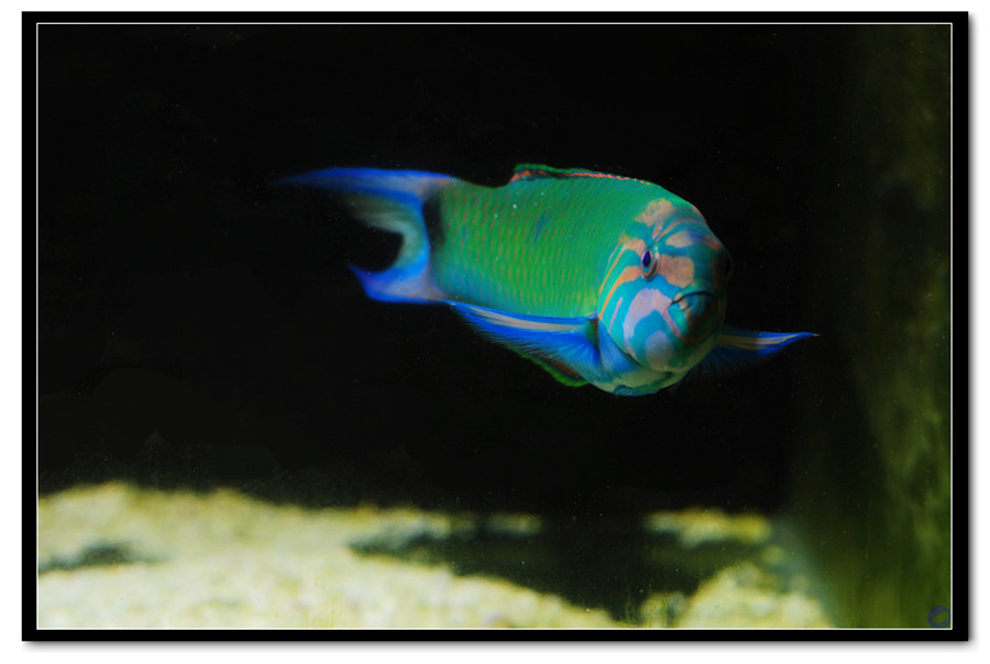 又称青衣龙,花面龙,花面绿龙,为鲈形