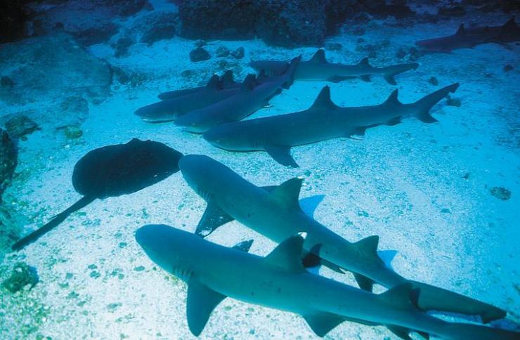  p>白边真鲨(学名: i>carcharhinus albimarginatus /i>)是真鲨科,真