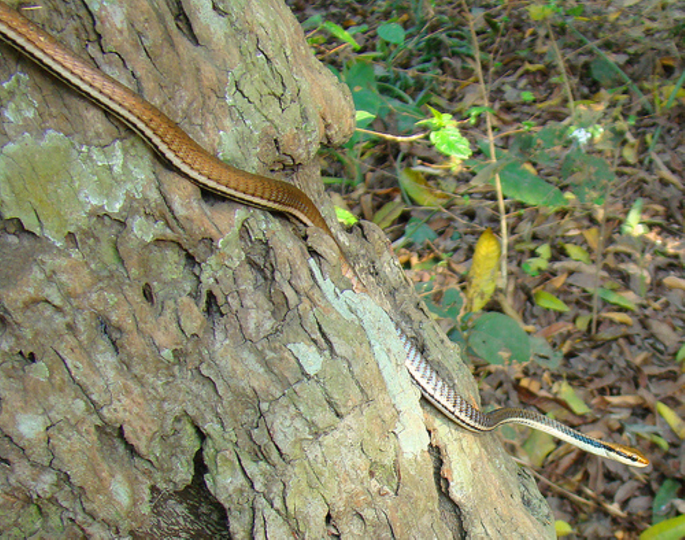 过树榕蛇怎么养 过树王蛇是什么蛇