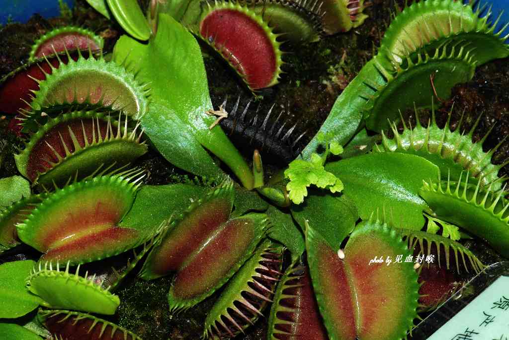  p>捕蝇草,( i>dionaea muscipula /i>),英文名称为venus flytrap,是