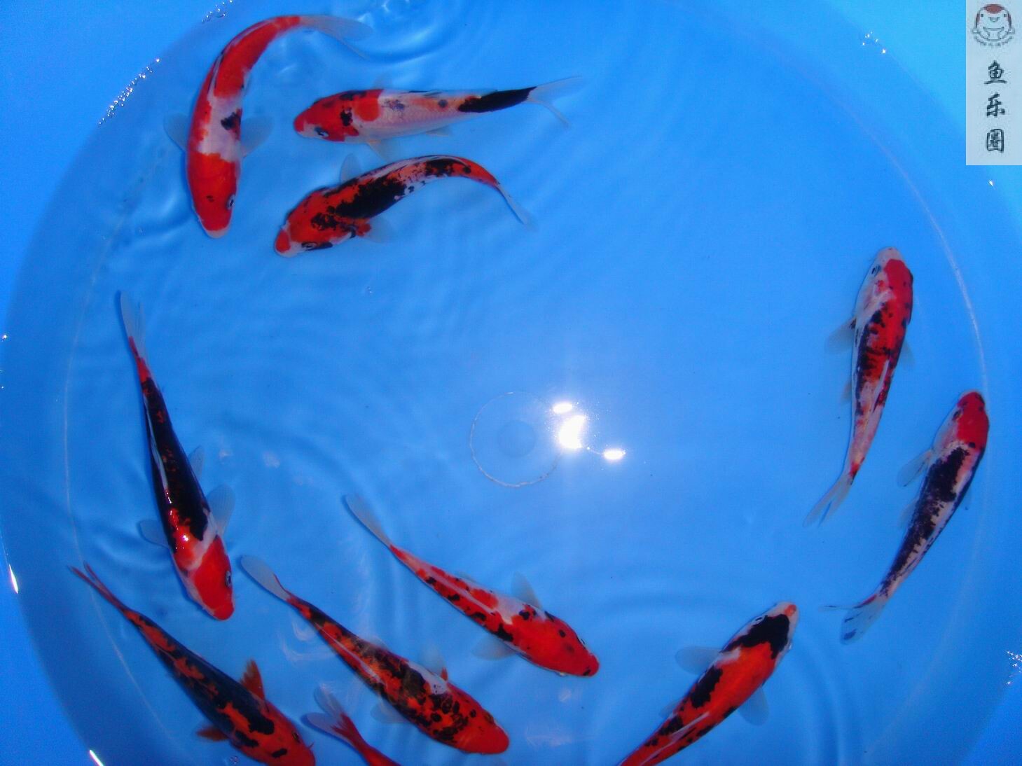  p>九纹龙锦鲤是锦鲤的一种,分布在中国和日本,特征是墨黑变化激烈如