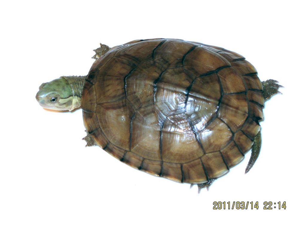  p>腊戍拟水龟是属于淡水龟科的一种动物.