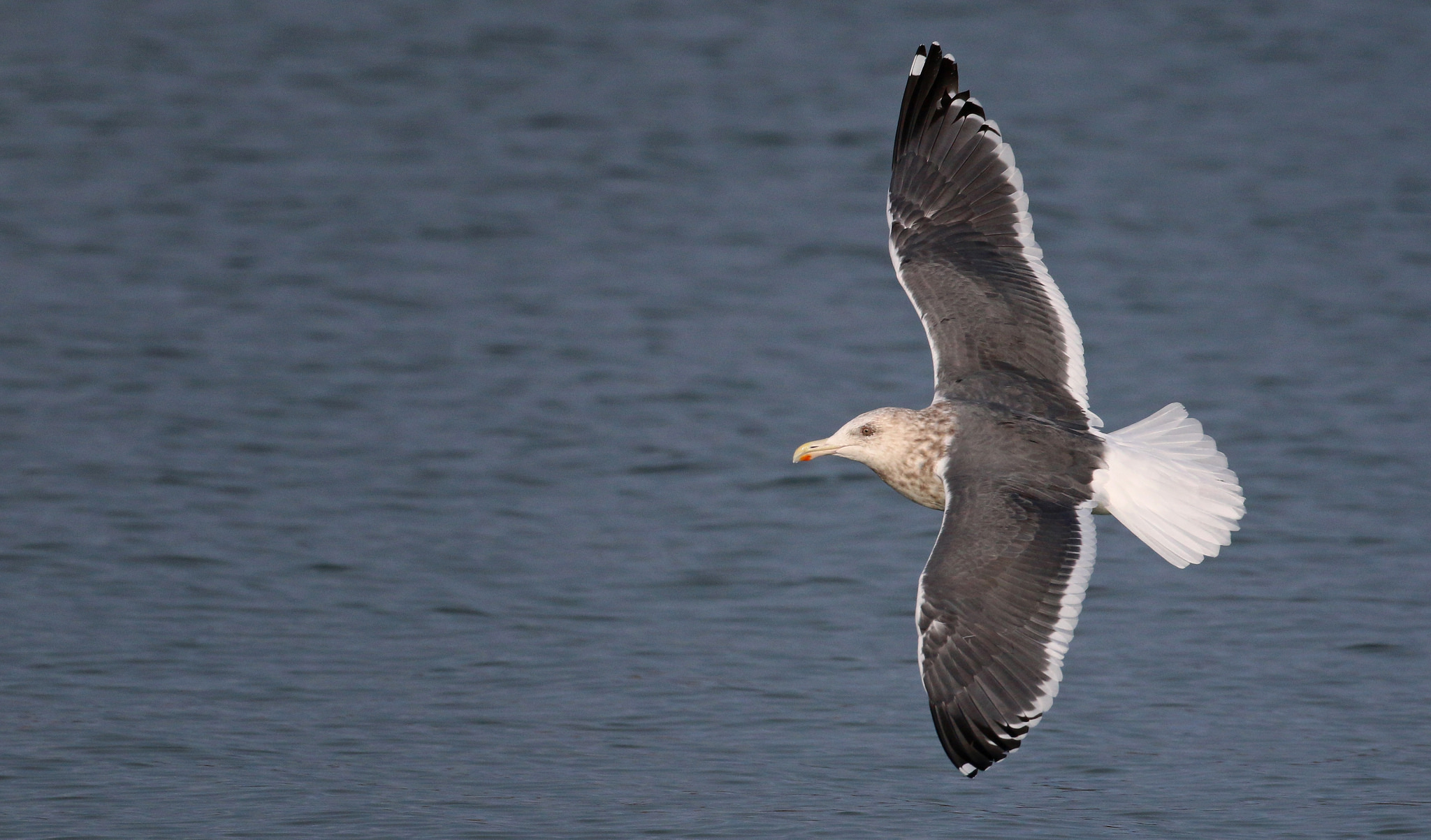  p>灰背鸥(学名: i>larus schistisagus /i>)大型水鸟,体长62~69厘米.