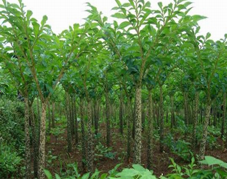  p>淀粉植物是指能食用或工业用的富含 a href="#" data-lemmaid="