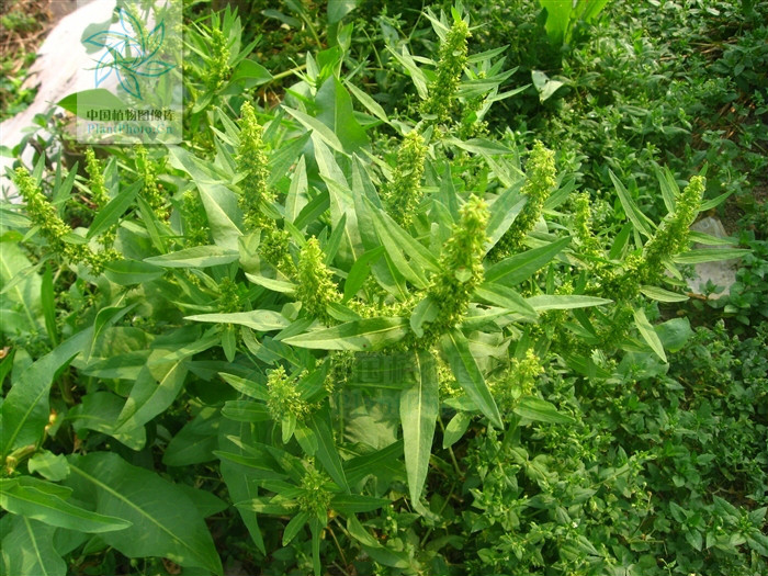  p>长刺酸模(学名:rumex trisetifer)是蓼科酸模属植物,又名海滨酸模