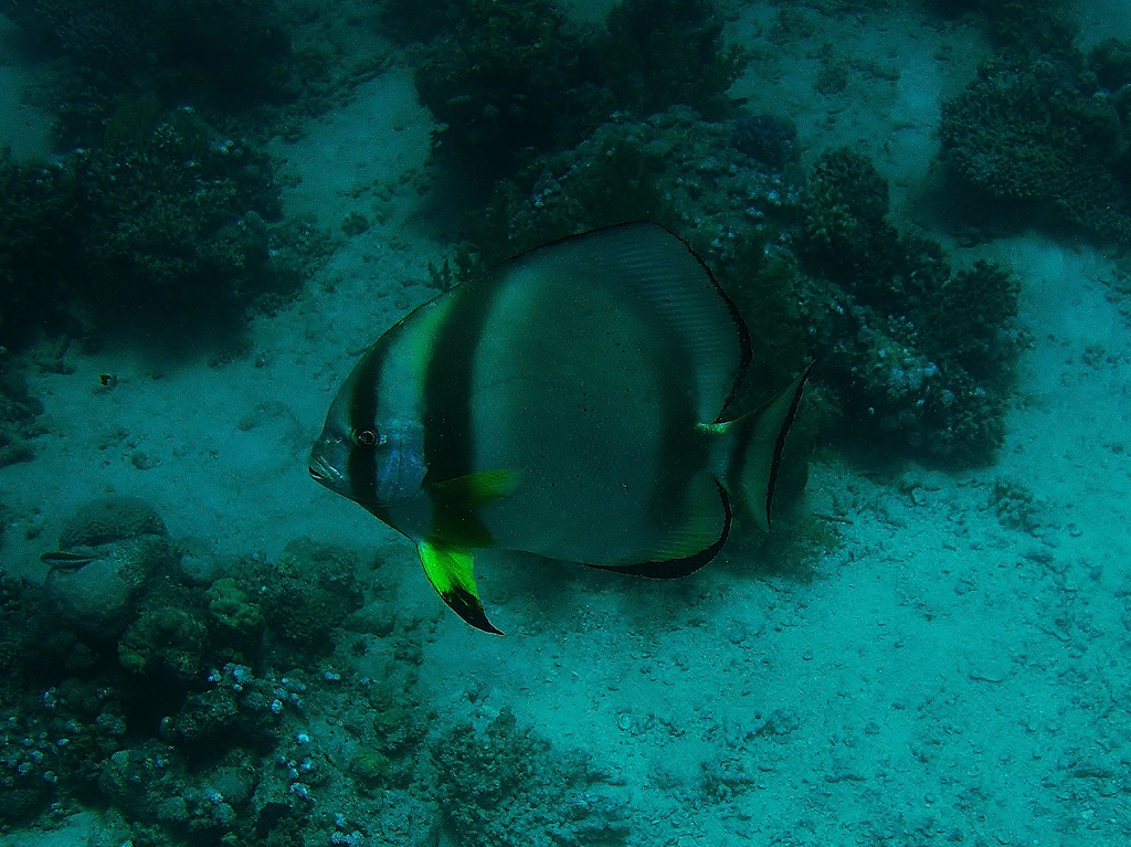  p>圆眼燕鱼(学名:platax orbicularis)又名 a href="#" data-lemmaid