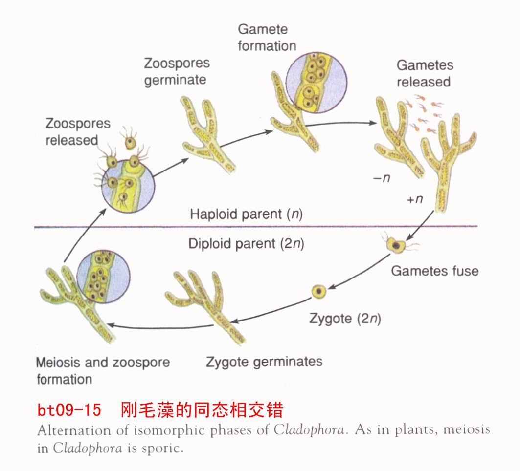 刚毛藻属