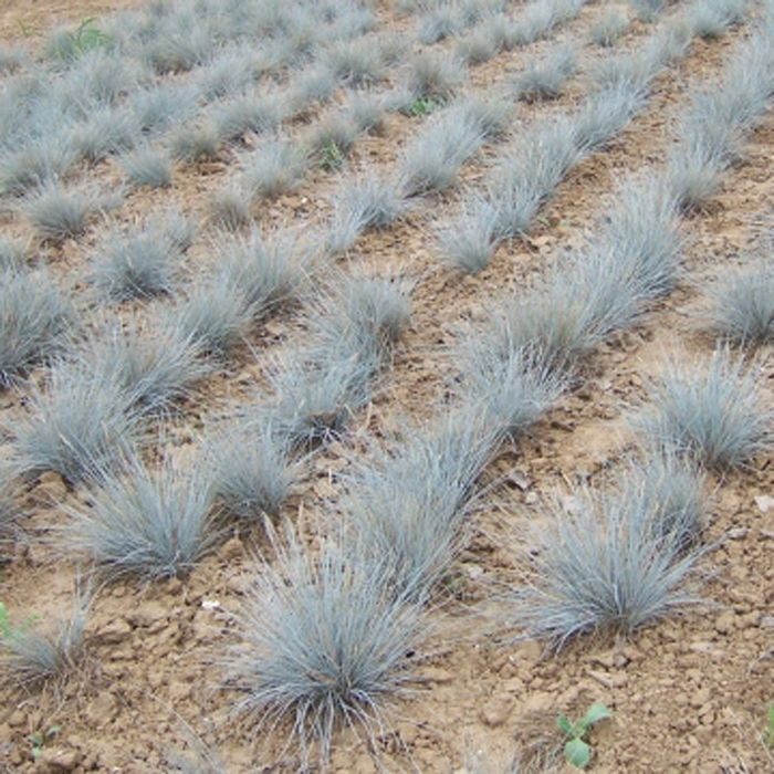 蓝绒毛草