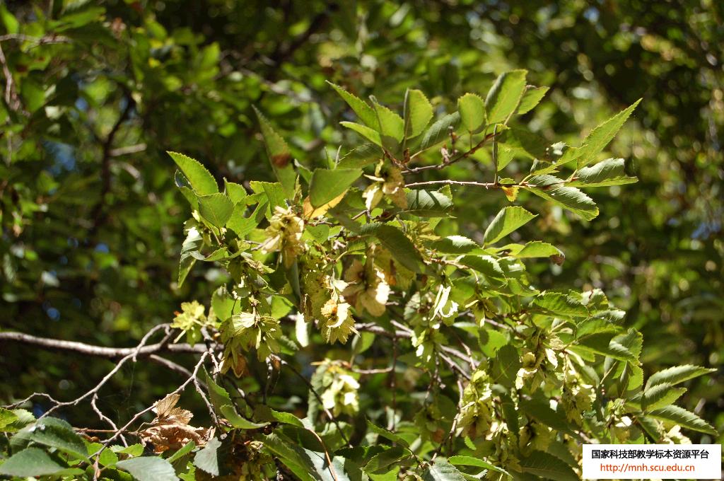  p>鹅耳枥(学名: i>carpinus turczaninowii /i> hance)是桦木科,鹅耳