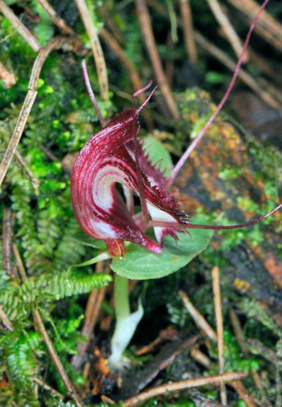 p>铠兰( i>学名:corybas sinii  /i>t. tang et f. t.