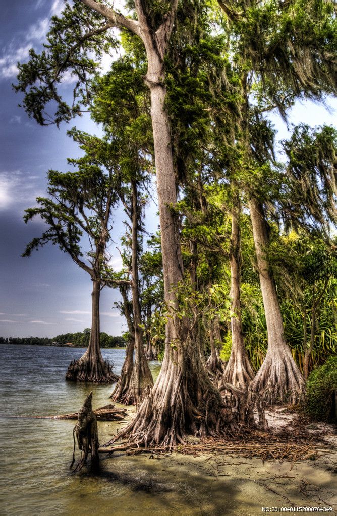  p>食人树奠柏是一种传说中的能吃人的植物,相传生长在 a target="