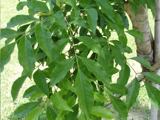 data-lemmaid="1386099">白蜡虫 /a>,故取名白蜡树,又是固沙树种