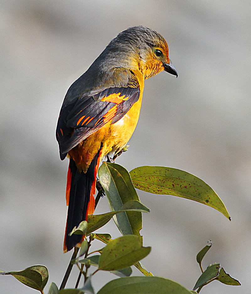 href="/item/山椒鸟属">山椒鸟属 /a>的鸟类,俗名红十字鸟,朱红山