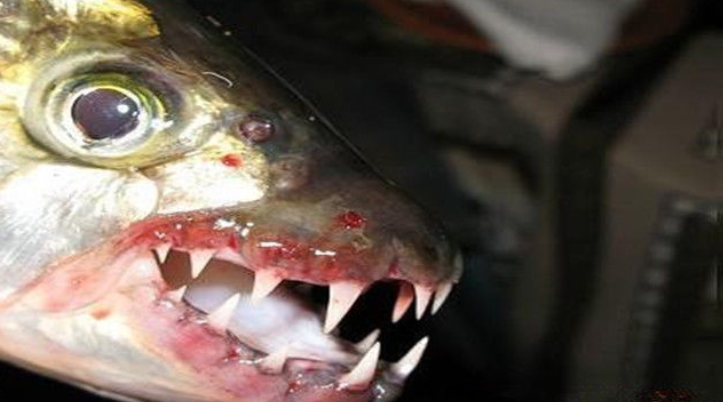  p>对马阿匍鰕虎鱼是属鲈形目, a target="_blank" href="/item/鰕