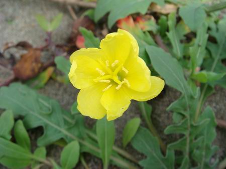  p>裂叶月见草,拉丁文名:oenothera laciniata hill.