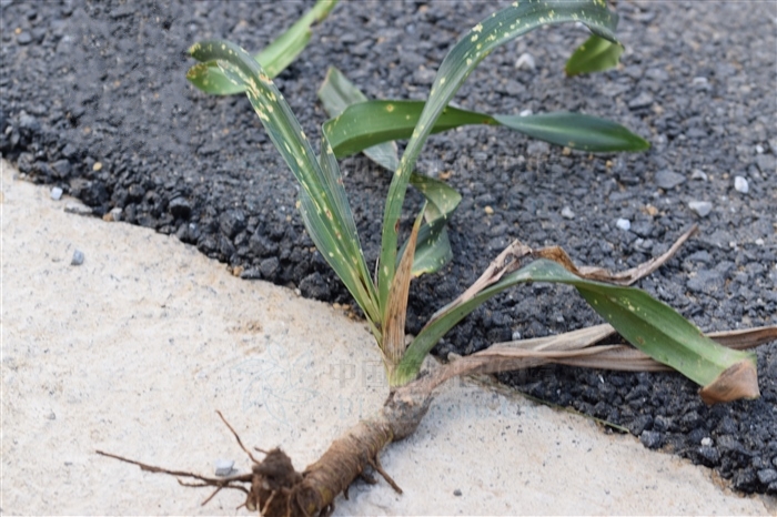  p>云南开口箭(学名: i>tupistra yunnanensis /i> wang &amp