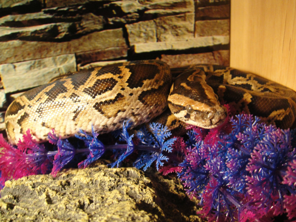  p>缅甸蟒(学名: i>python  bivittatus /i>)也有人称为缅甸岩蟒,又叫