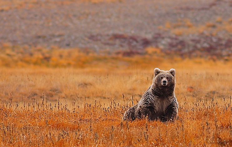  p>棕熊(学名: i>ursus arctos /i>):是哺乳纲,熊科的动物.