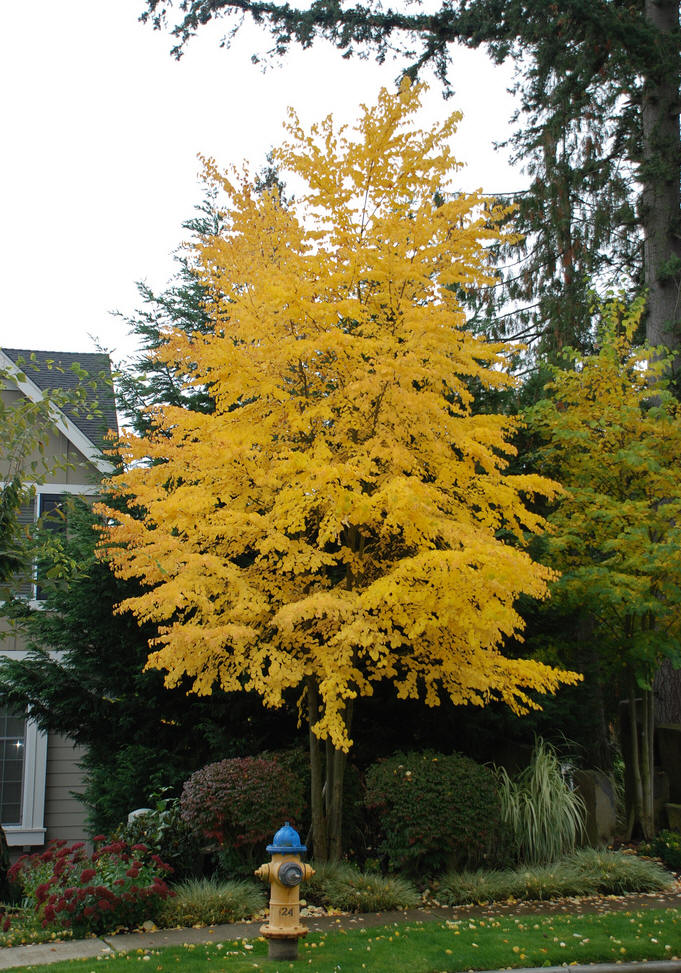  p>连香树科(cercidiphyllaceae)是一种古老的植物科属,早在 a href="