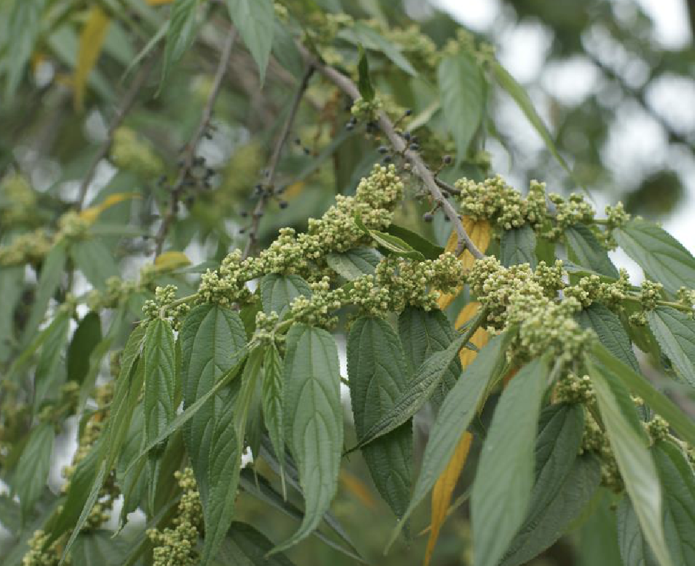  p>羽脉山黄麻(学名: i>trema levigata  /i>hand.-mazz.