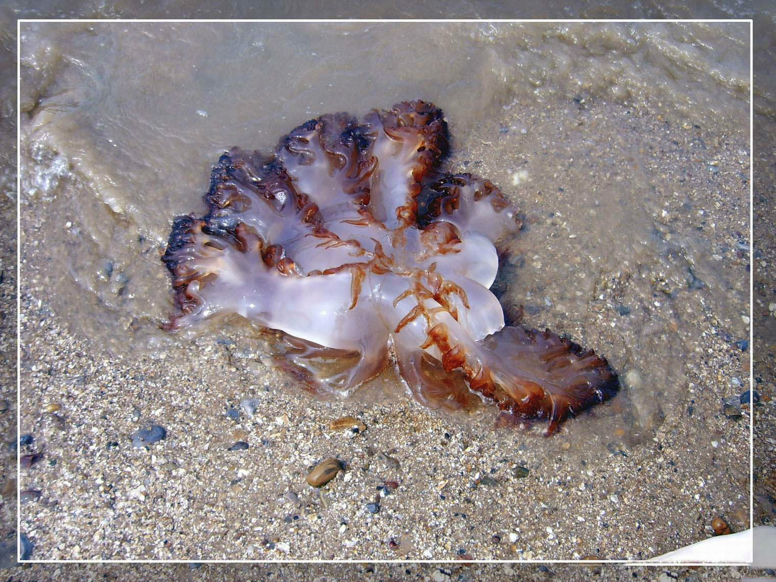  p>颚胃动物是一类无体腔的动物,体型很小,生活在浅海细砂间,可忍受极