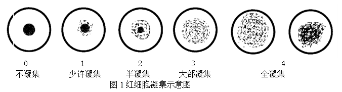 data-lemmaid="9906035">凝集素 /a>是一种糖蛋白能够与红细胞上的糖