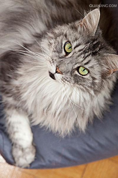  p>缅因猫因原产于 a href="#" data-lemmaid="125486">美国 /a> a