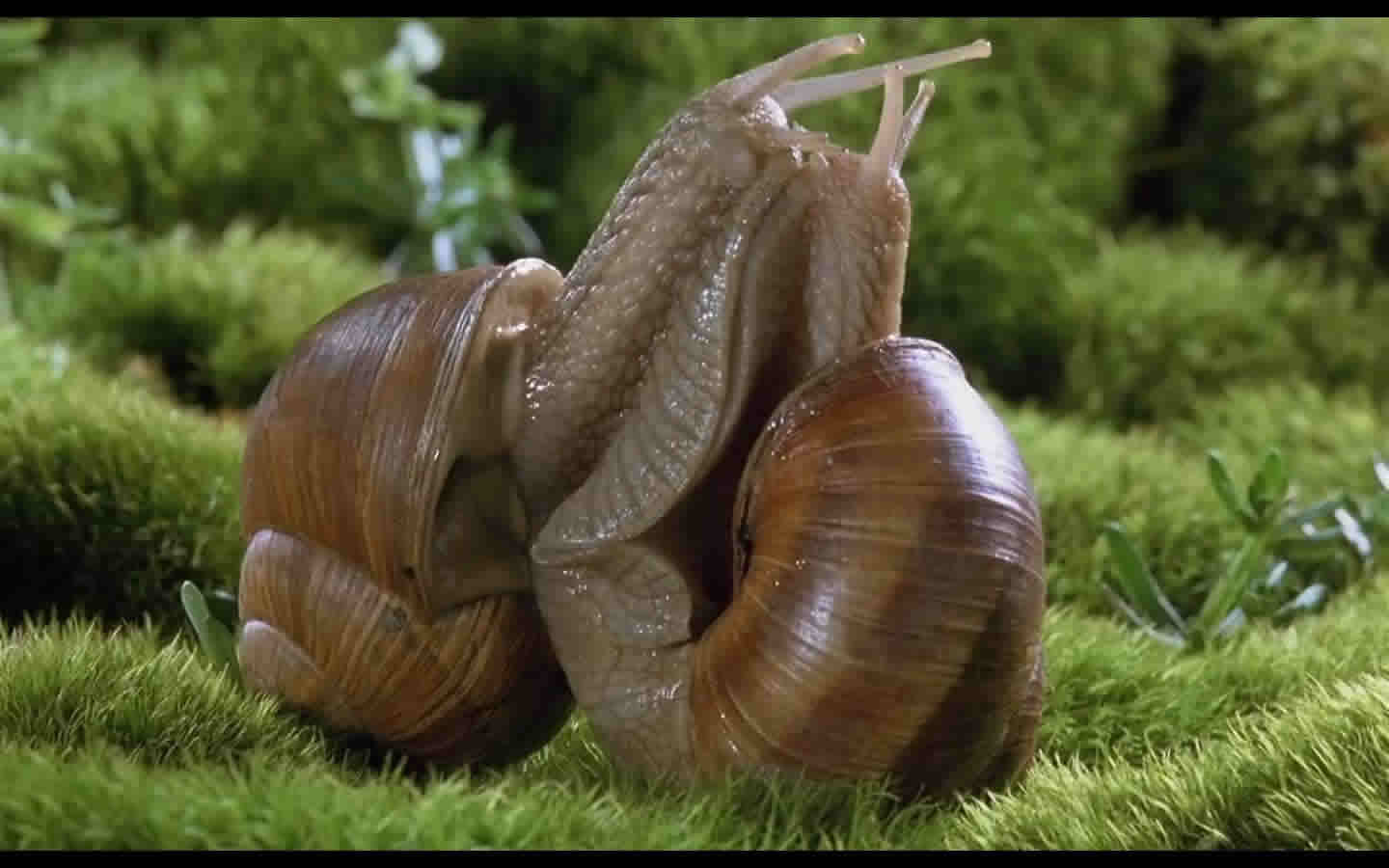 在陆生生物中,有蚁类,倍足类(如马陆,蜈蚣等),等足类,蜗牛,蚯蚓等.