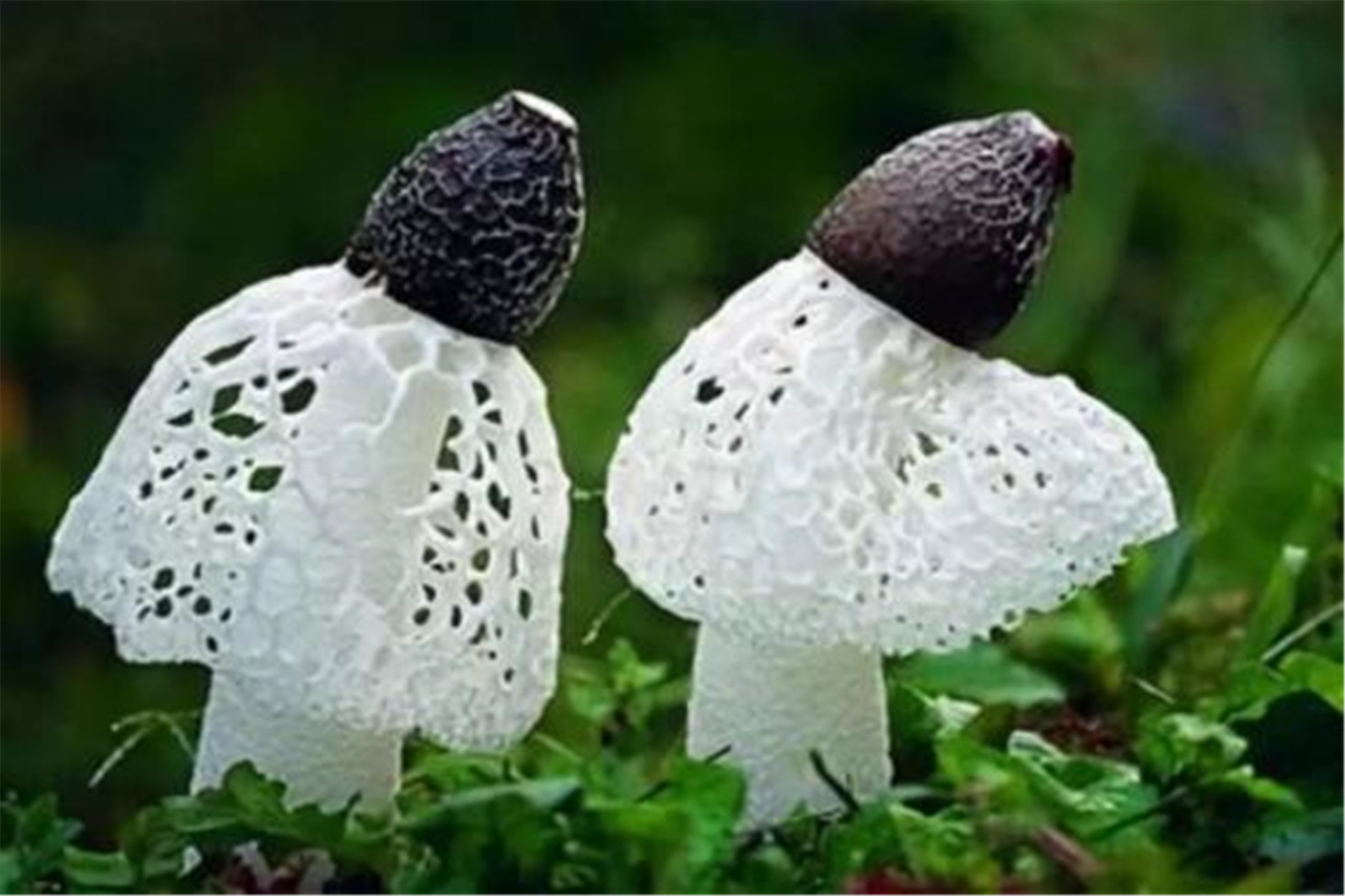 ex pers) fisch)又名竹笙,竹参,常见并可供食用