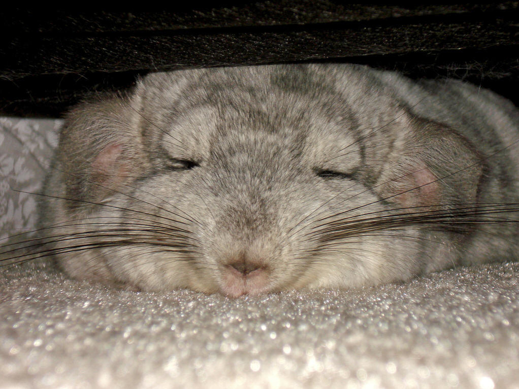 毛丝鼠科是啮齿目的1科,该类动物皆头大,耳大,眼大,吻宽,除大