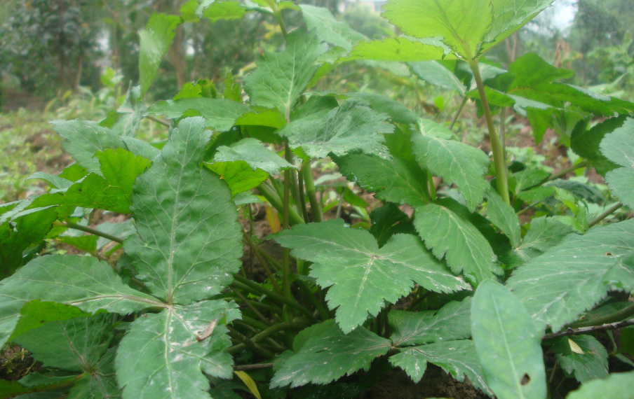 itea kiukiangensis