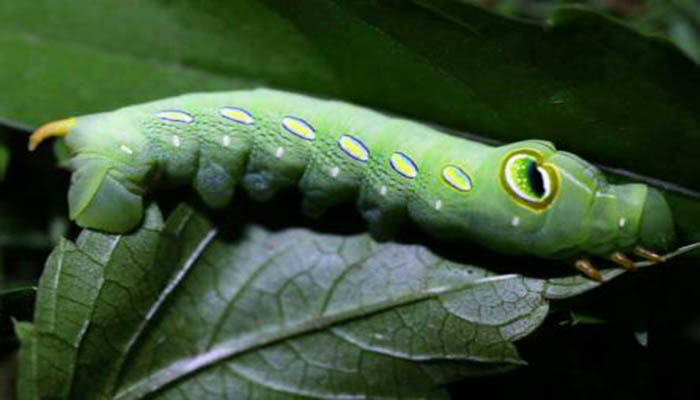  p>豆天蛾( i>clanis bilineata tingtauica /i> mell,1922)是天蛾科