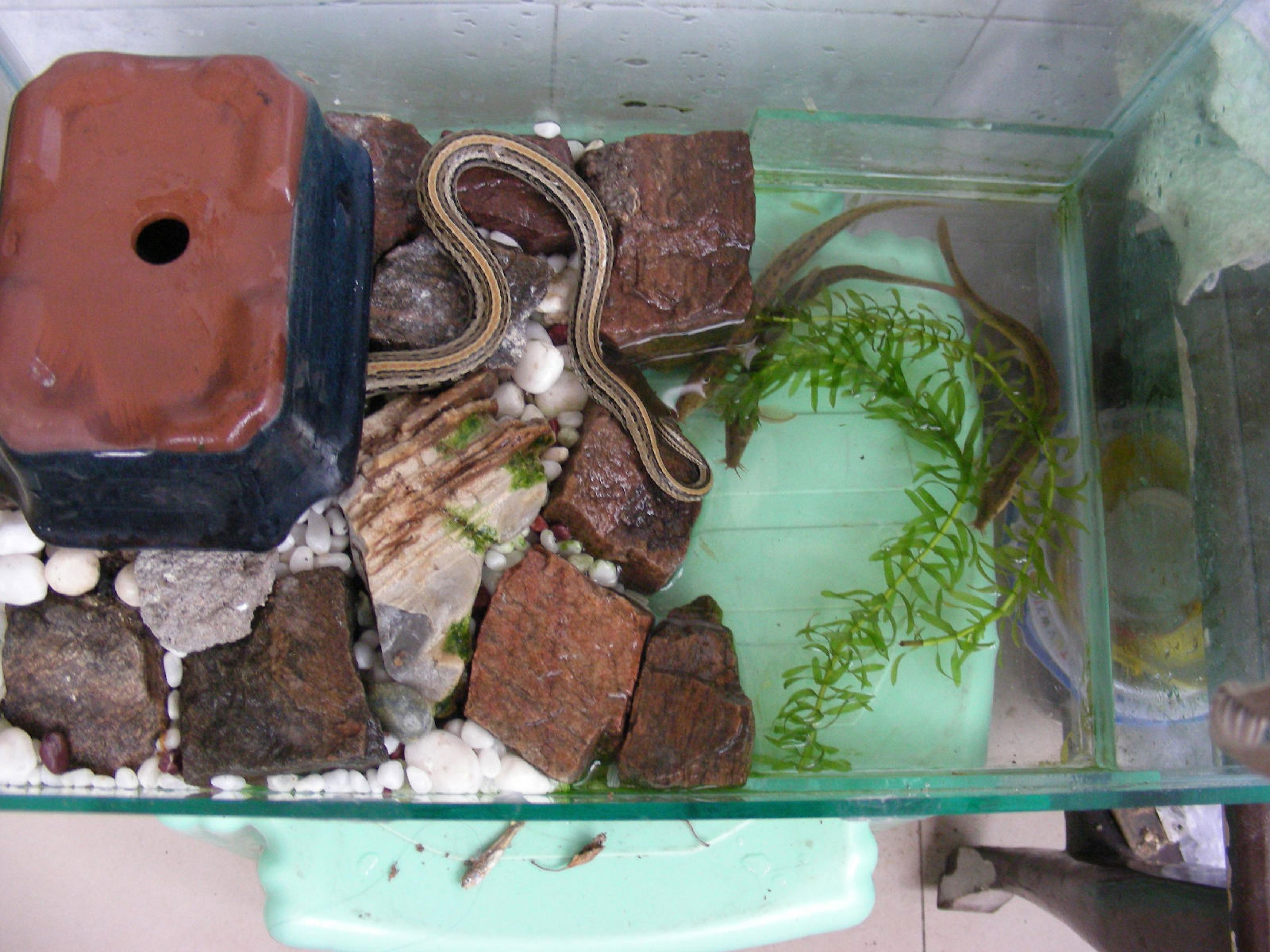  p>红点锦蛇,全长在l 000mm以内,体重100-200克.