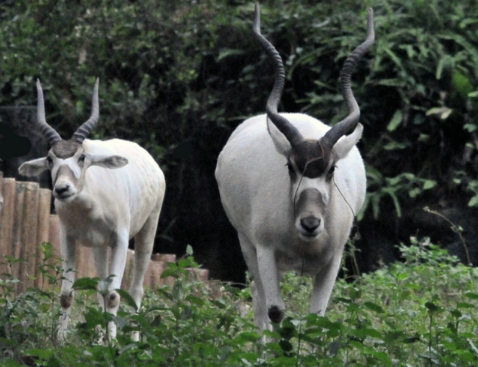 沙漠中的羚羊,蹄呈扇