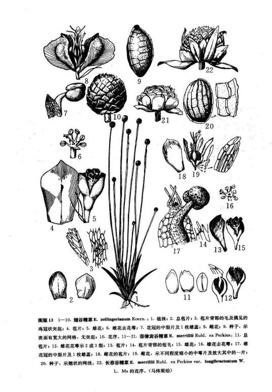 菲律宾谷精草_百度百科