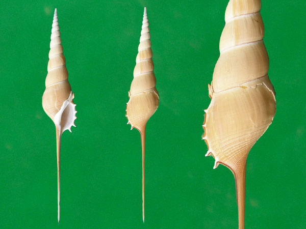  p>长鼻螺(学名: i>tibia fusus /i>): a href="#" data-lemmaid="