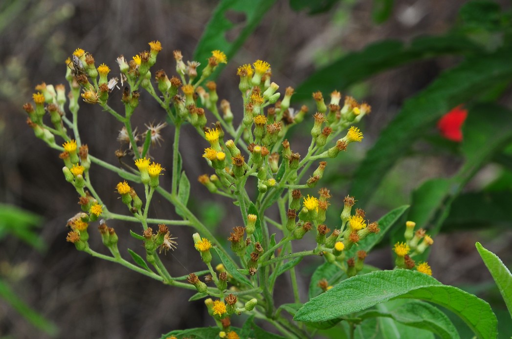 是 a href="#">菊科 /a>艾纳香属多年生草本或亚灌木植物.