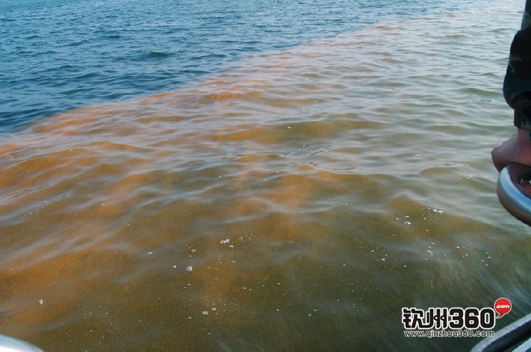  p>赤潮,又称红潮,国际上也称其为"有害藻类"或"红色幽灵".
