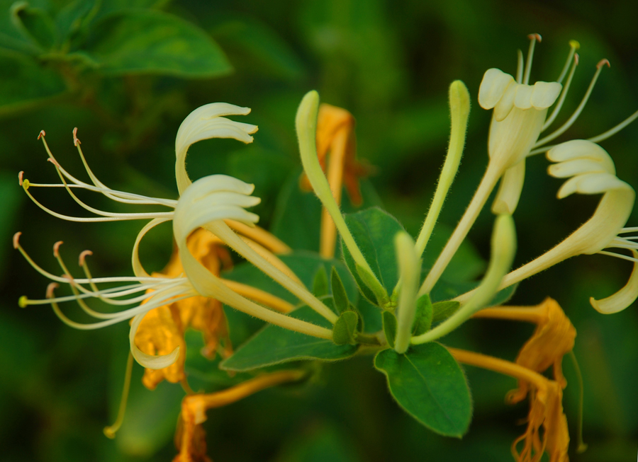  p data-id="gnfdqlk3hh">银花,又名金银花,双花,二宝花等,为忍冬科