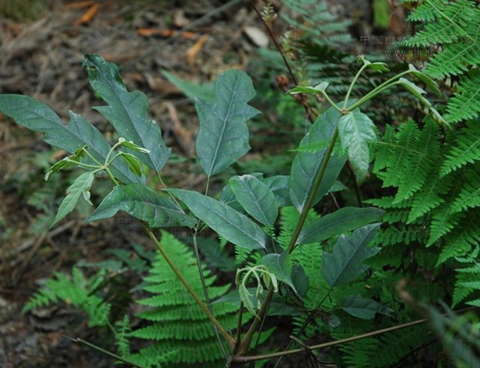  p>穗序鹅掌柴(学名: i>schefflera delavayi /i> (franch.