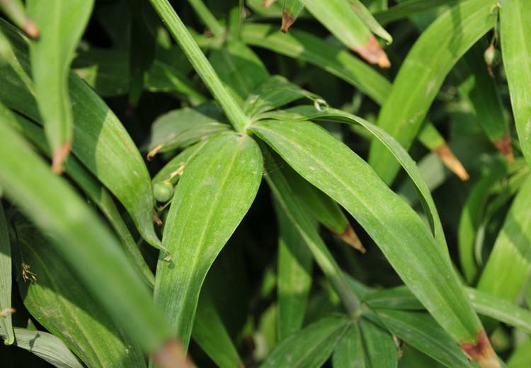  p> b>狭叶黄精 /b> i>(学名:polygonatum stenophyllum /i>maxim.