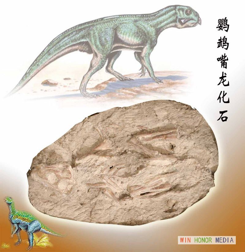  p>蒙古鹦鹉嘴龙(psittacosaurus mongoliensis)是鹦鹉嘴龙下的一个种