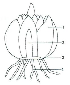 百合鳞茎