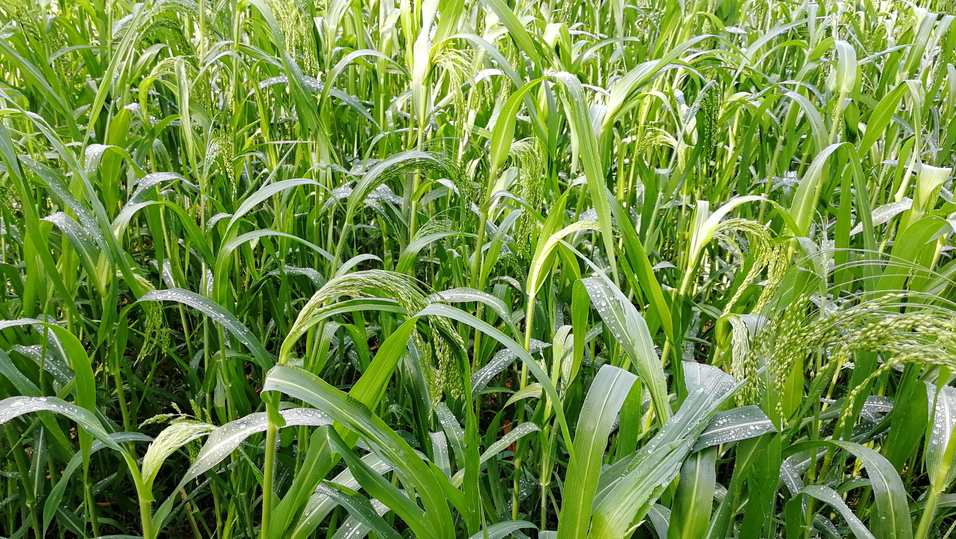  p>庄稼是一个汉语词汇,意思是指 a target="_blank" href="/item