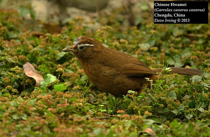  p>画眉鸟(学名: i>garrulax canorus /i>):是鸟纲,画眉科的中型鸟类.