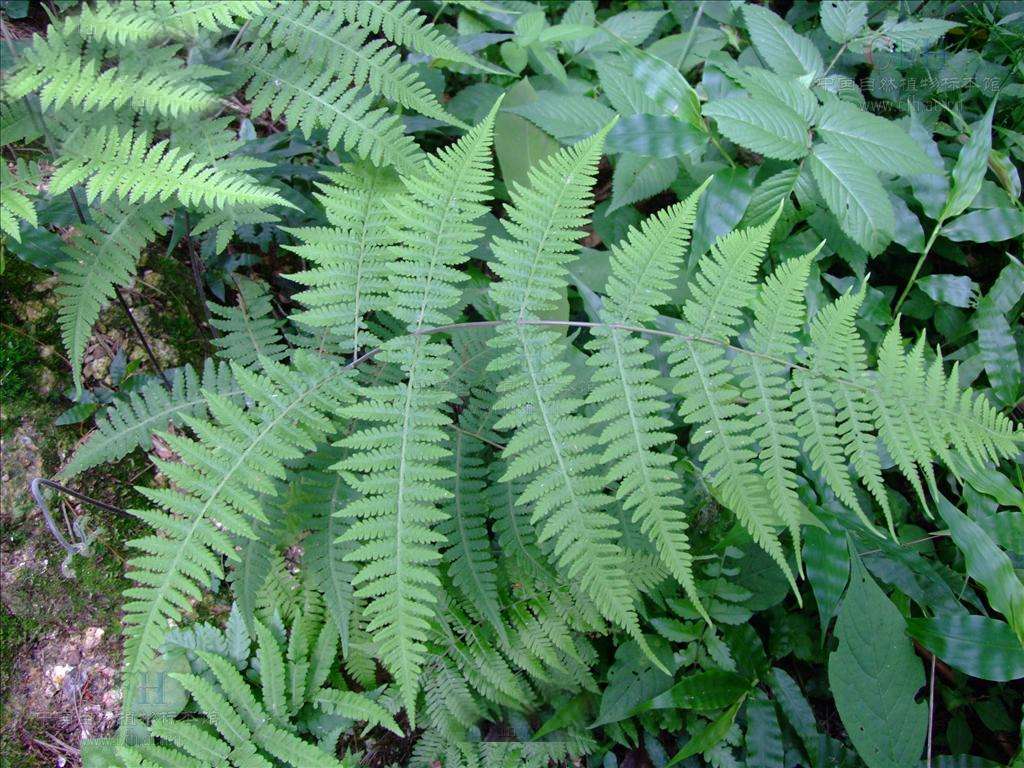  p>凸轴蕨是真蕨目金星蕨科 a target="_blank" href="/item/凸轴蕨属