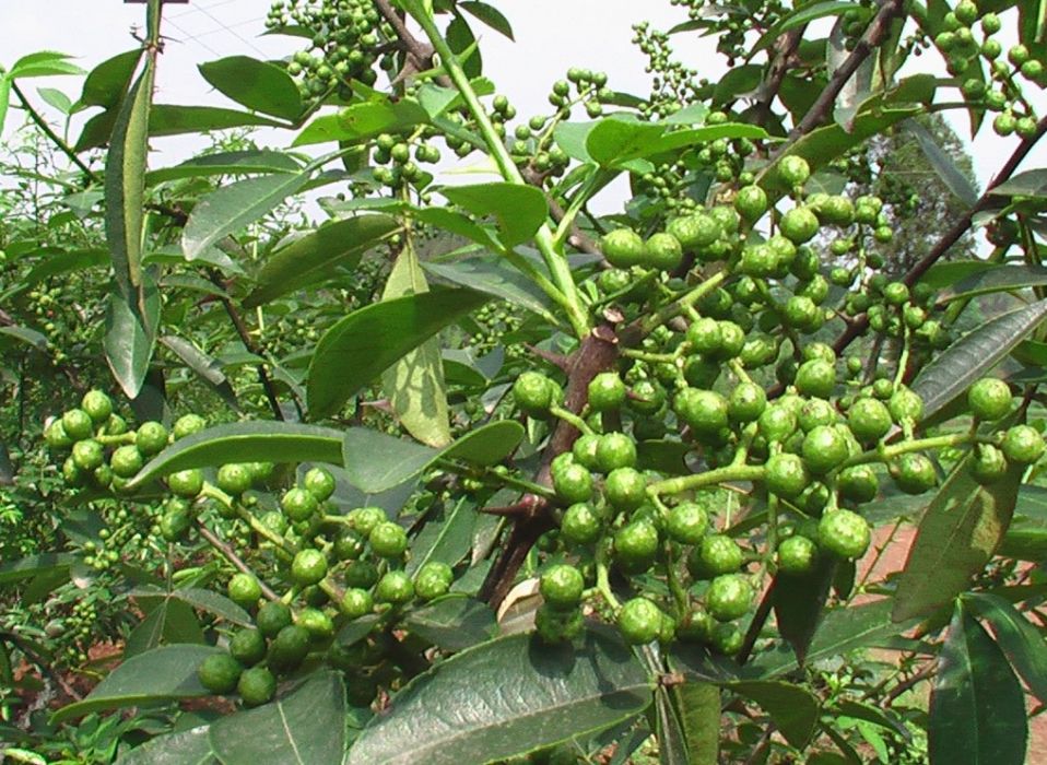 青花椒 百度百科